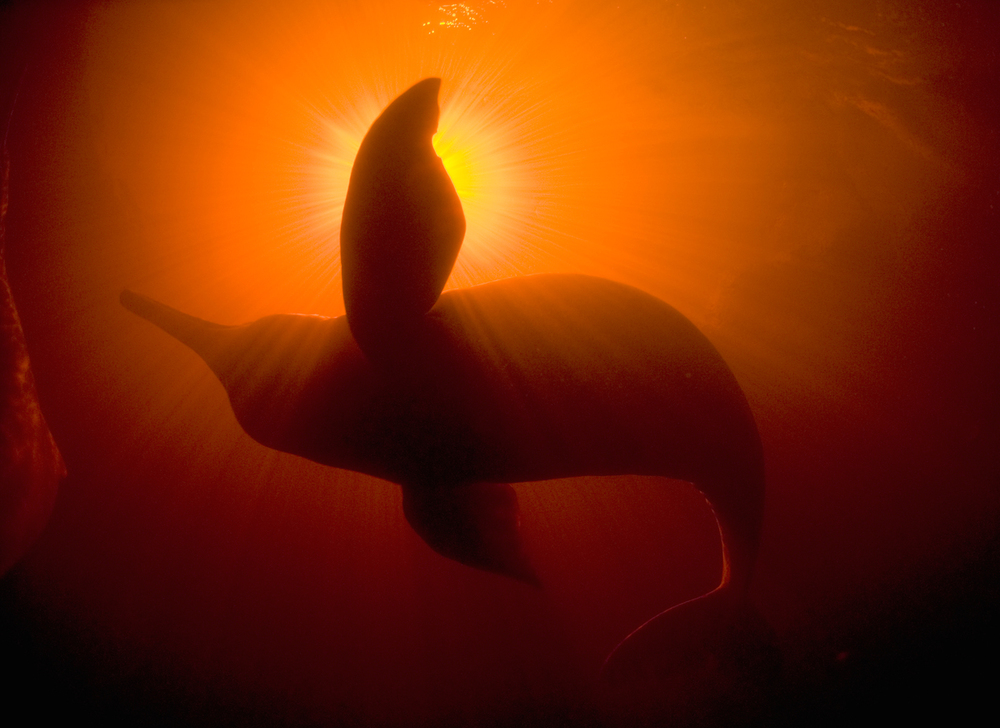 Amazon river dolphin / boto (Inia geoffrensis) underwater with light above, Rio Negro, Amazonia, Brazil, © naturepl.com  Kevin Schafer  WWF -Small_WW22323