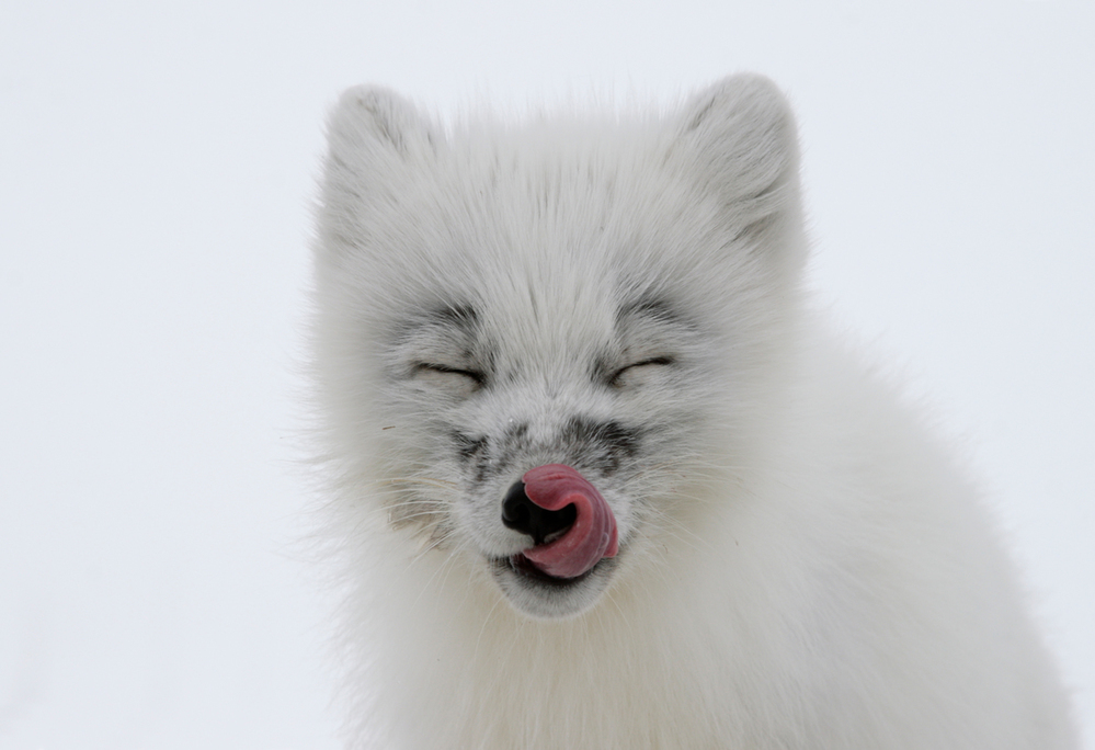 Arctic fox, Russia © Dmitry Deshevykh  WWF-Russia Small_WW225719