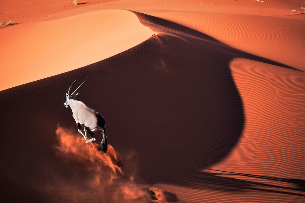 Gemsbok (Oryx gazella) running over sand dune, in typical desert habitat. Dist. South-Western & Northern East Africa. Namib desert, Naukluft National Park, Nam© Martin Harvey  WWF Small_WW188127