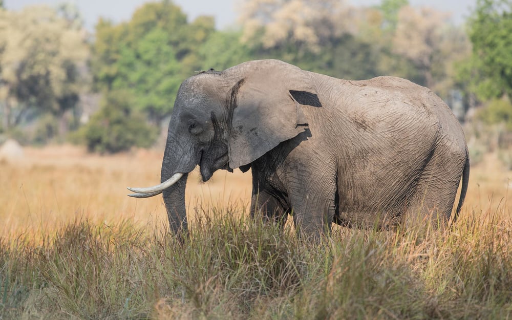 World Wildlife Day - Elephant