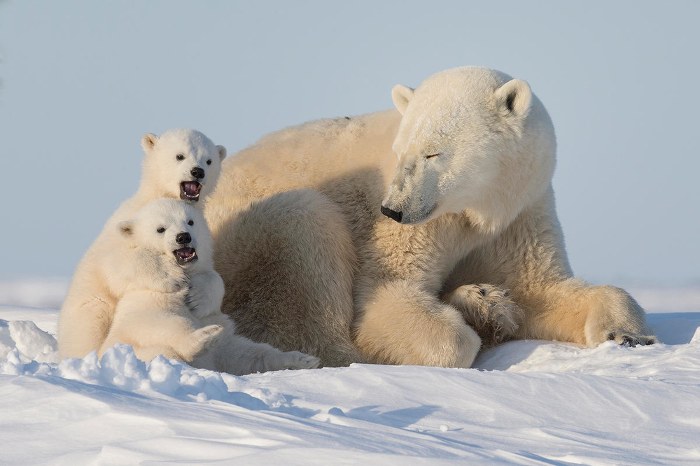 World Wildlife Day Polar Bear Quiz